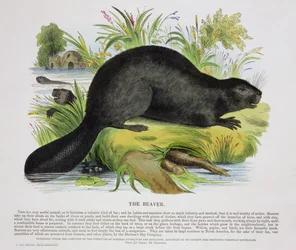 The Beaver, pedagogisk illustrasjonspub. av Society for Promoting Christian Knowledge, 1843 (akvatint)